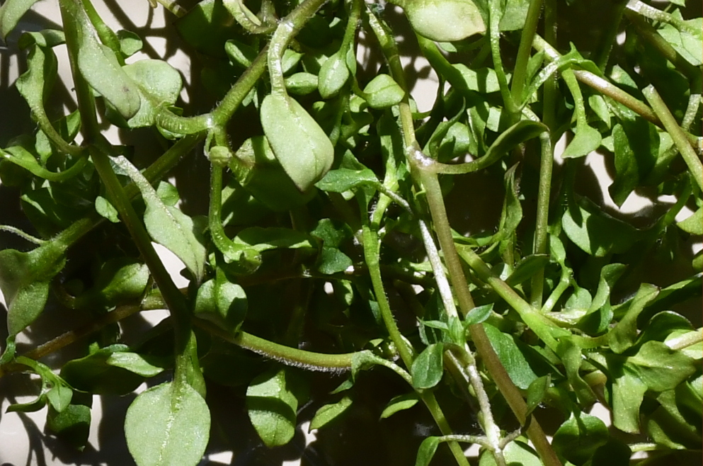 Close up of the stem of chickweed. A line of fine hairs can be seeing growing down the stem.