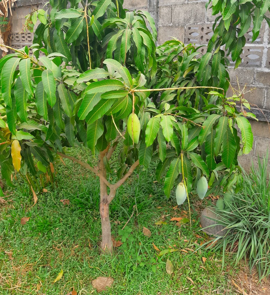 Midget Fruit Trees Telegraph