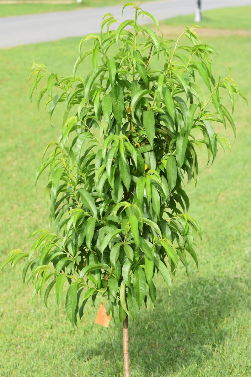 8 Dwarf Fruit Trees For High Yields In Small Gardens