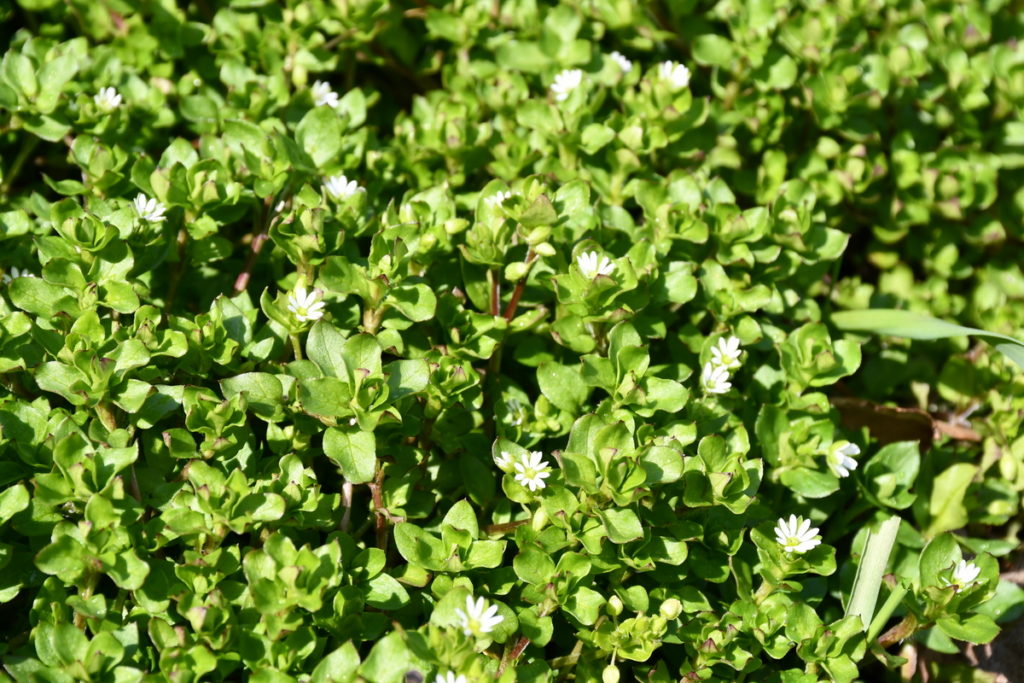 Close up photo of chickweed. This patch is lit by bright sunshine. It has tiny white, star-like flowers.