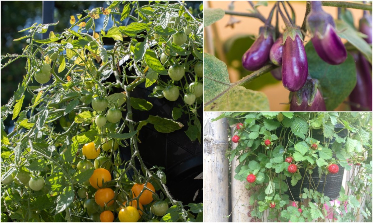 37 Edible Plants You Can Easily Grow In A Hanging Basket