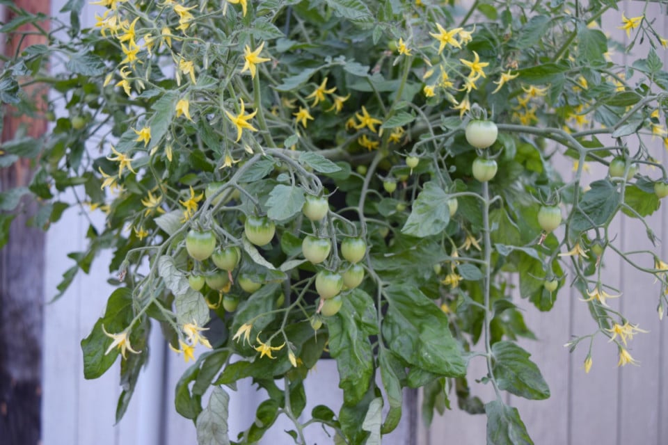37 Edible Plants You Can Easily Grow In a Hanging Basket