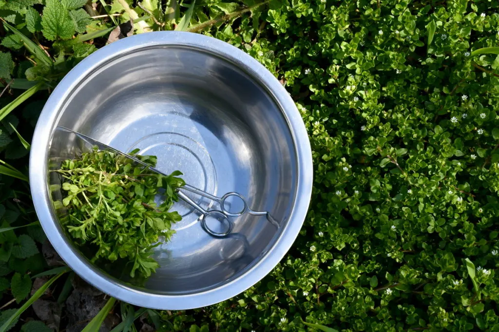 A small stainless steel bowl with scissors and some freshly cut chickweed sit on top of a patch of wild chickweed.
