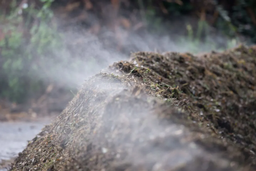 Steam rising off of a pile of hot compost.
