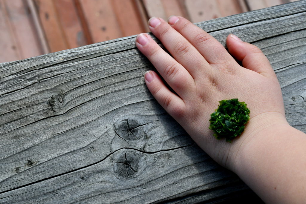 A child's hand rests on a gray-aged wooden board. There is a small mound of chewed up chickweed on top of the child's hand.