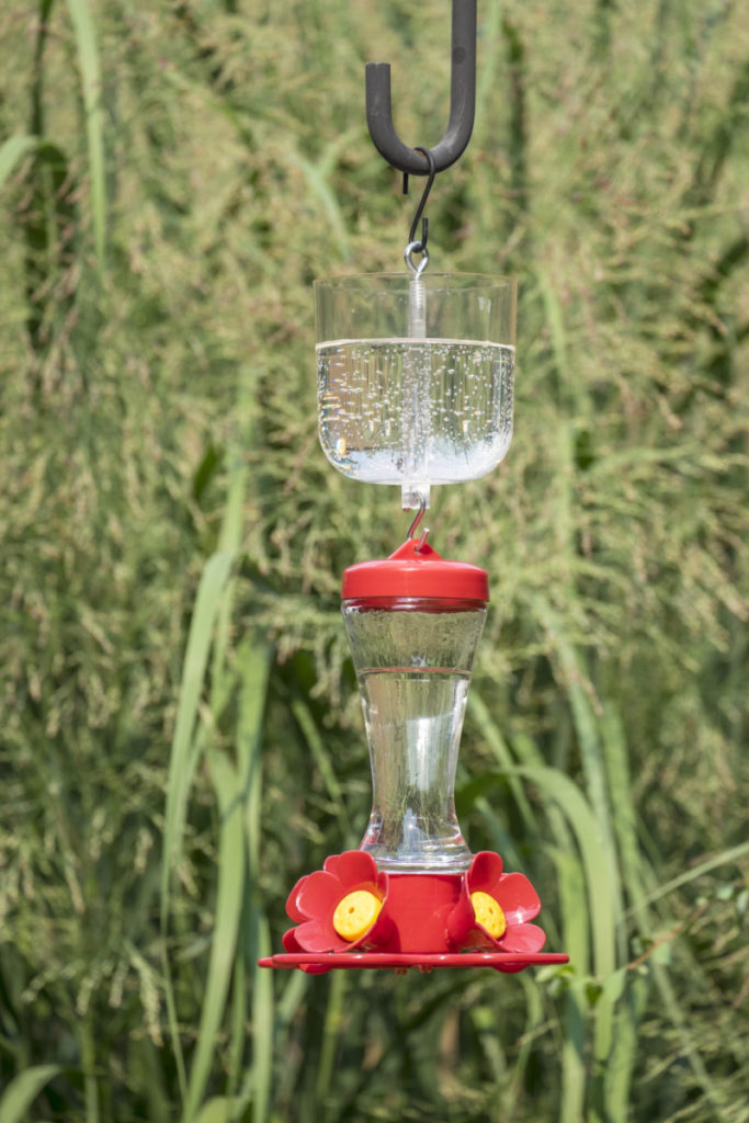 A hummingbird feeder set up with an ant moat.