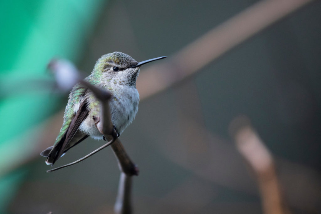 A tiny hummingbird sitting on a twig. 