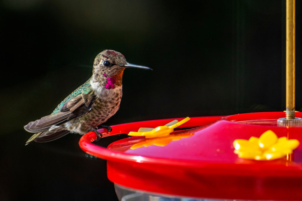 Close up of a ruby-throated hummingbird perched on the edge of a feeder.
