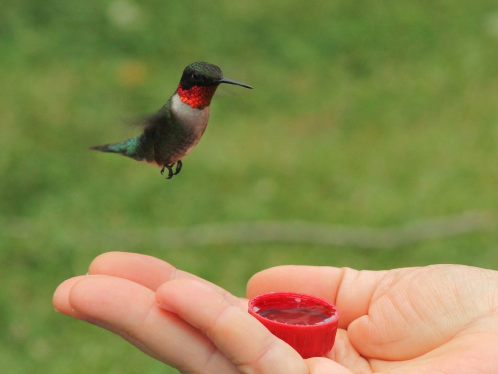 A hand holds a soda bottle cap which a hummingbird is hovering over.