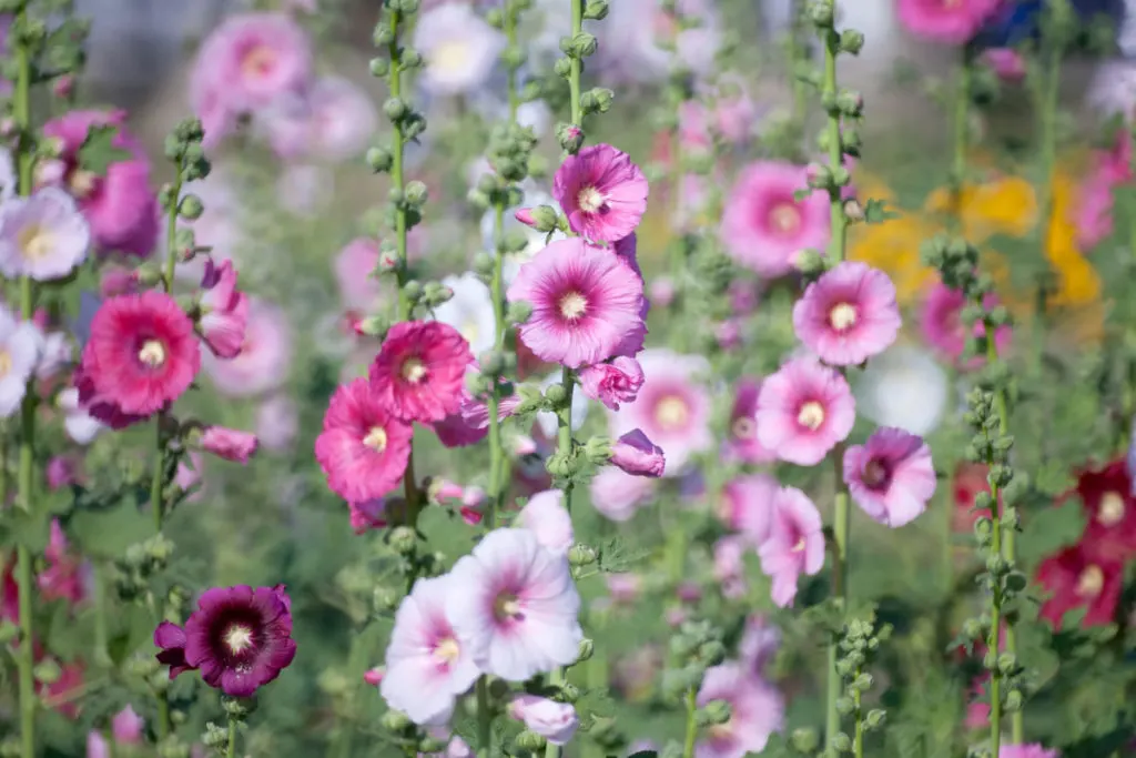 Hollyhocks growing in a large clump.