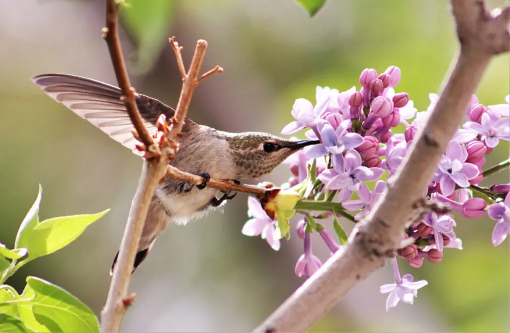 A hummingbird snacks on a lilac blossom.