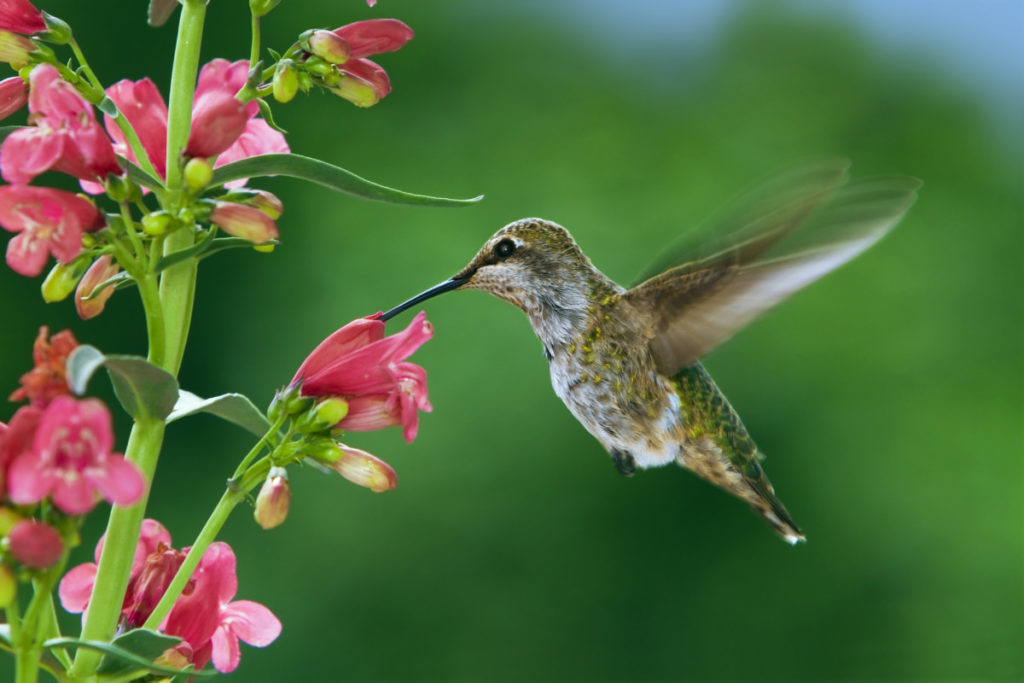 A hummingbird in flight sipping nectar from pink flowers.