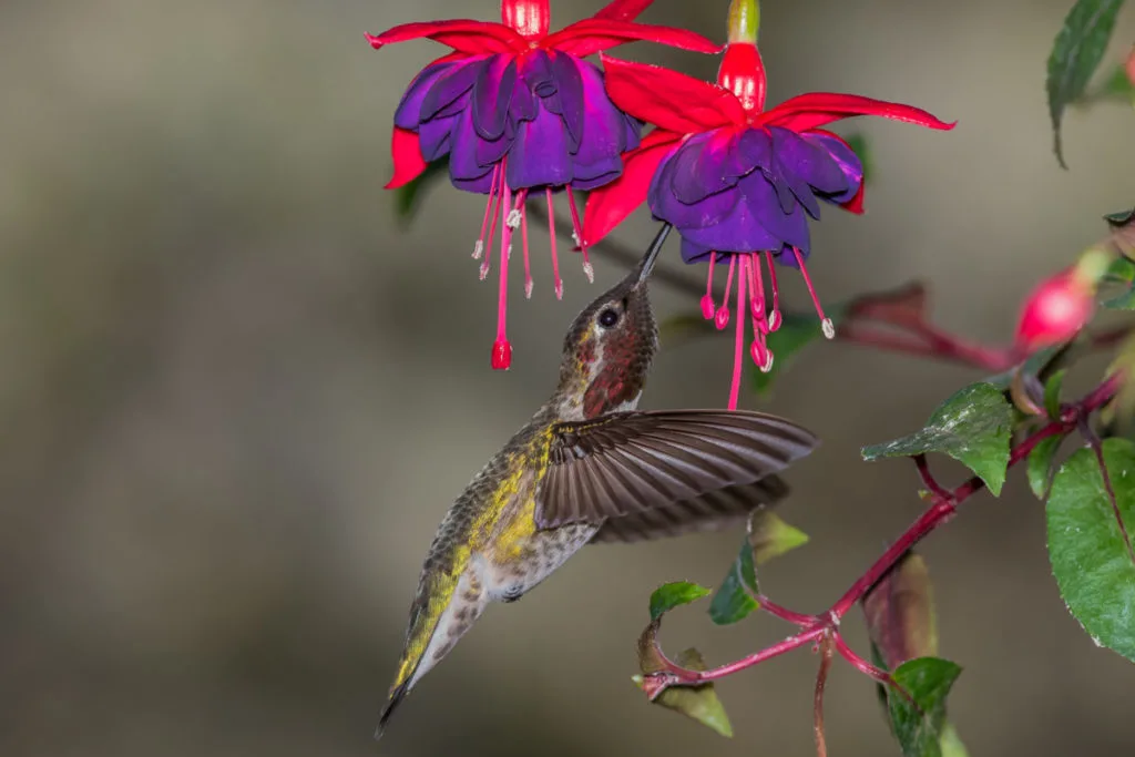 A hummingbird sips nectar from a fuschia flower.