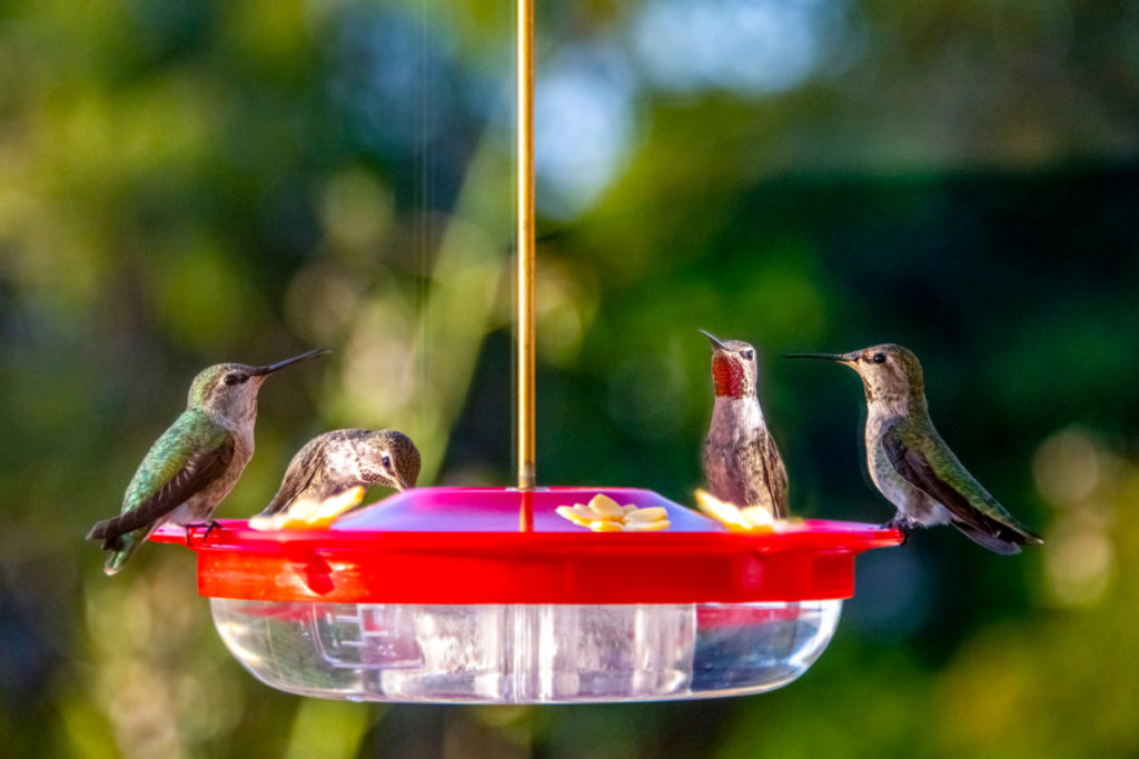Four hummingbirds sipping from a saucer-style feeder.
