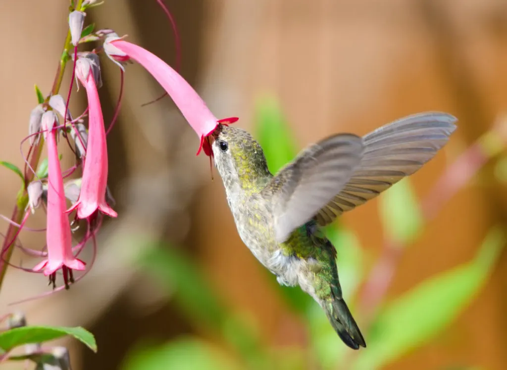 A hummingbird sips nectar from a long, slender flower.