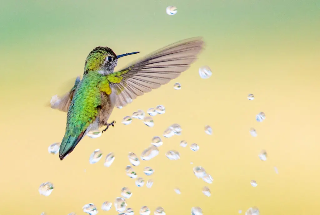 Hummingbird flying through water droplets.