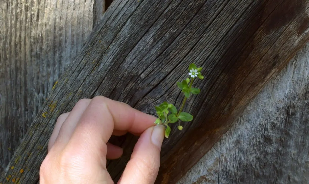 Fingers grasp a stem of green chickweed. The hand is held in front of a piece of gray, aging wood.
