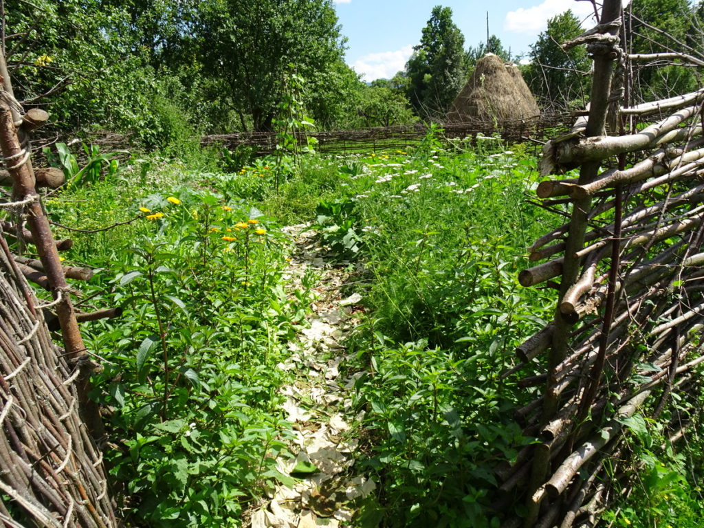 A pathway through a garden with weeds on either side. 