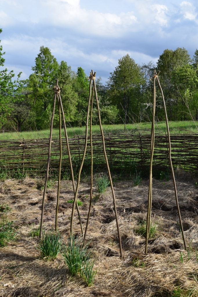 Bean poles set in the mulch and compost of a no-dig garden.
