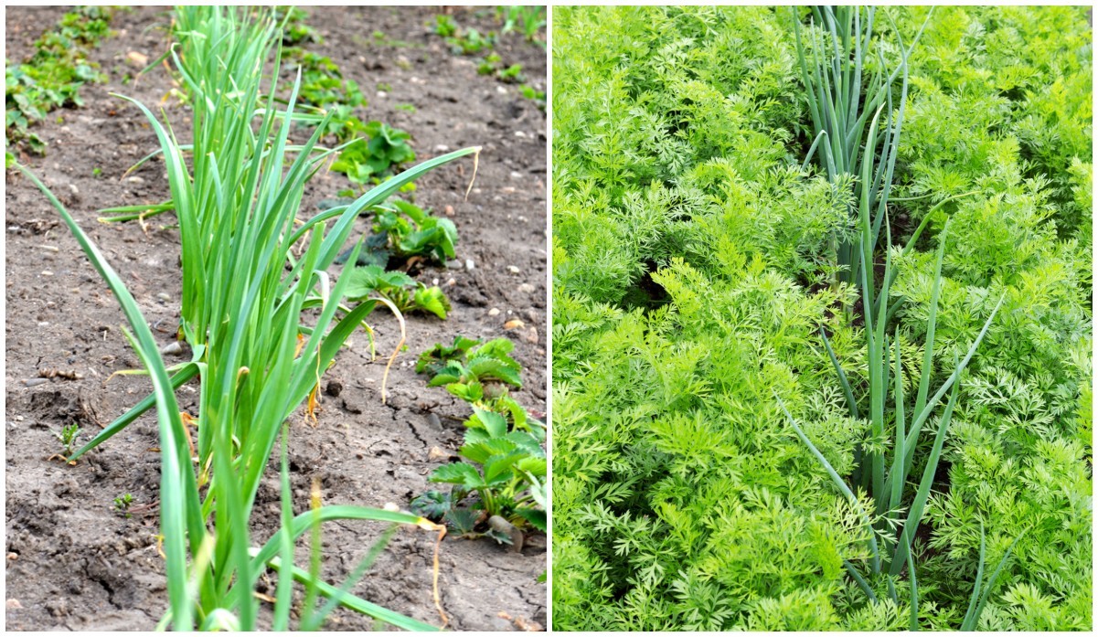 Image of Peas and green onion companion plants