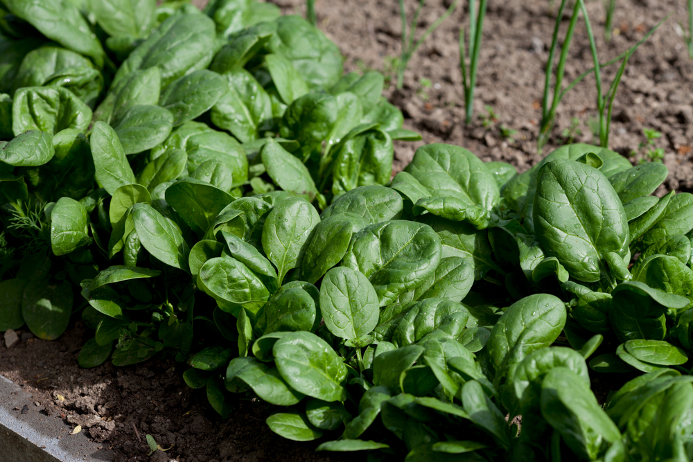 Young spinach leaves.