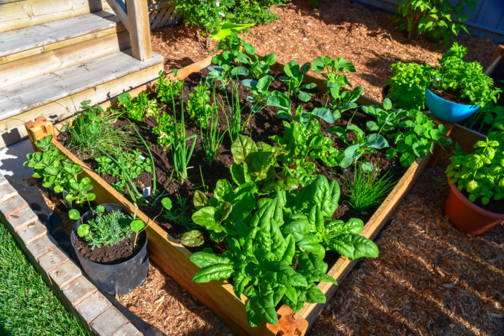 A 4' x 4' square foot gardening bed planted with vegetables. 