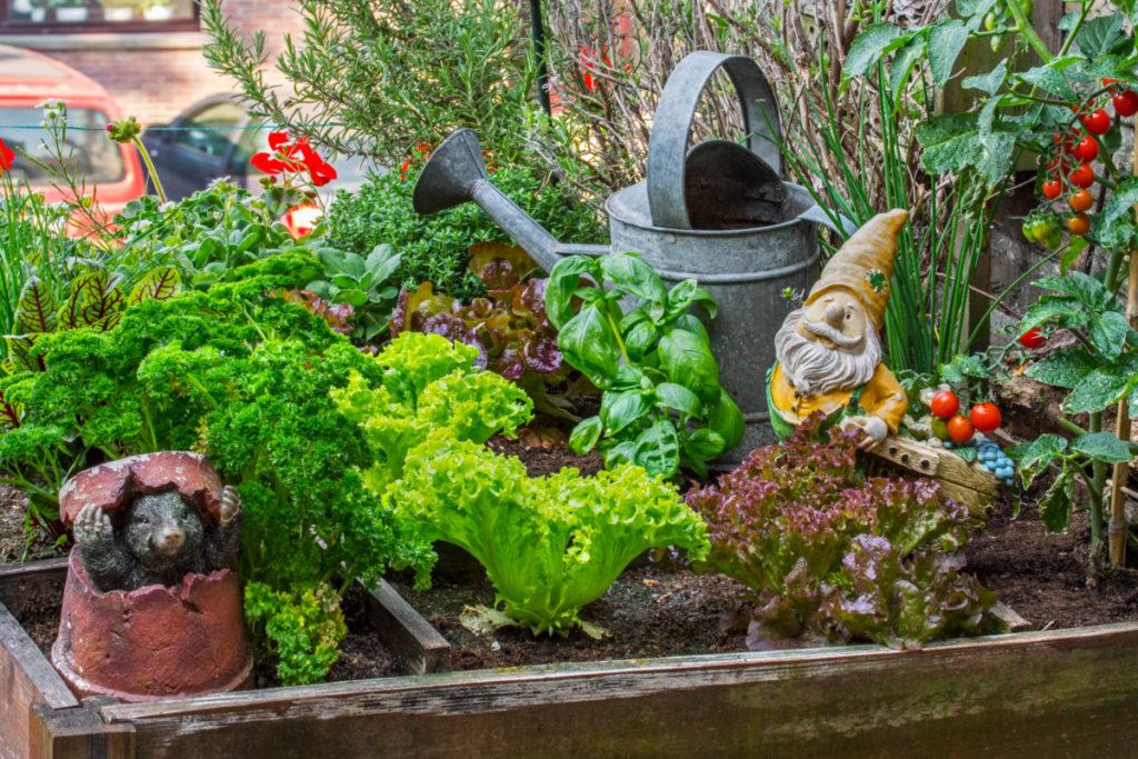 A lovely square foot garden with vegetables and garden gnomes in it.