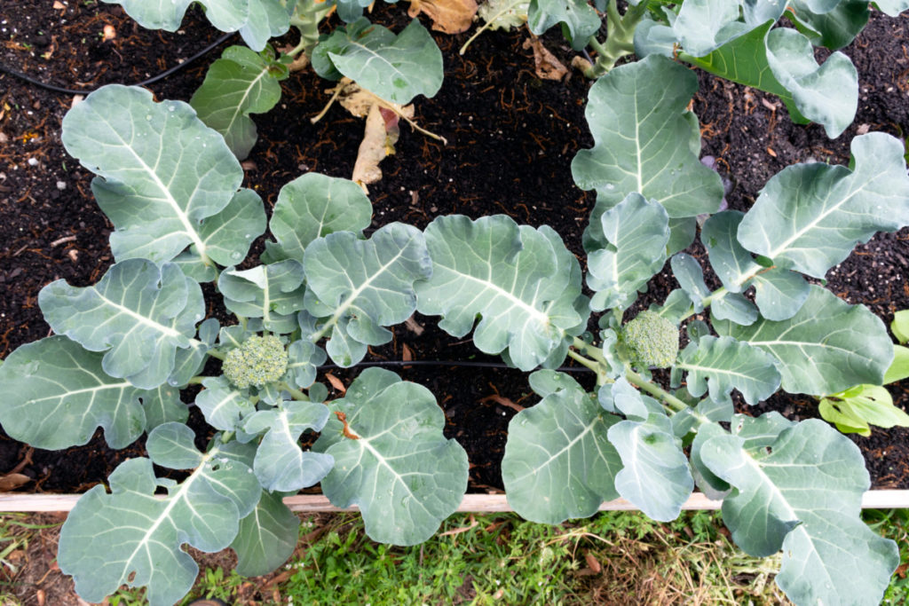 Broccoli growing in a raised bed.