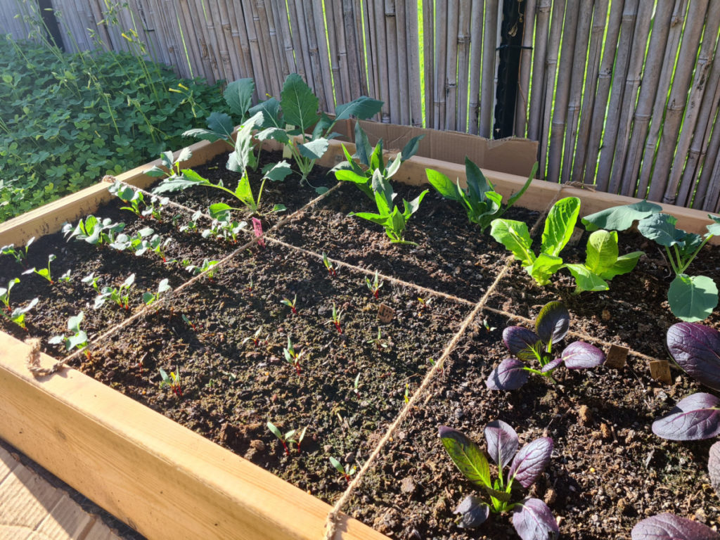 A square foot garden laid out with twine to mark the grids. Lettuces, spinach, radishes and bok choy are all growing.