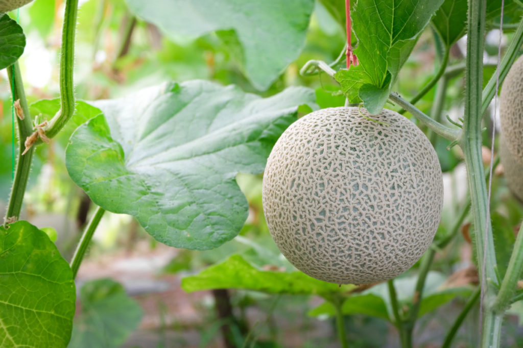 a cantaloupe is being suspended from above by it's stem by a piece of red string so it can be grown vertically.