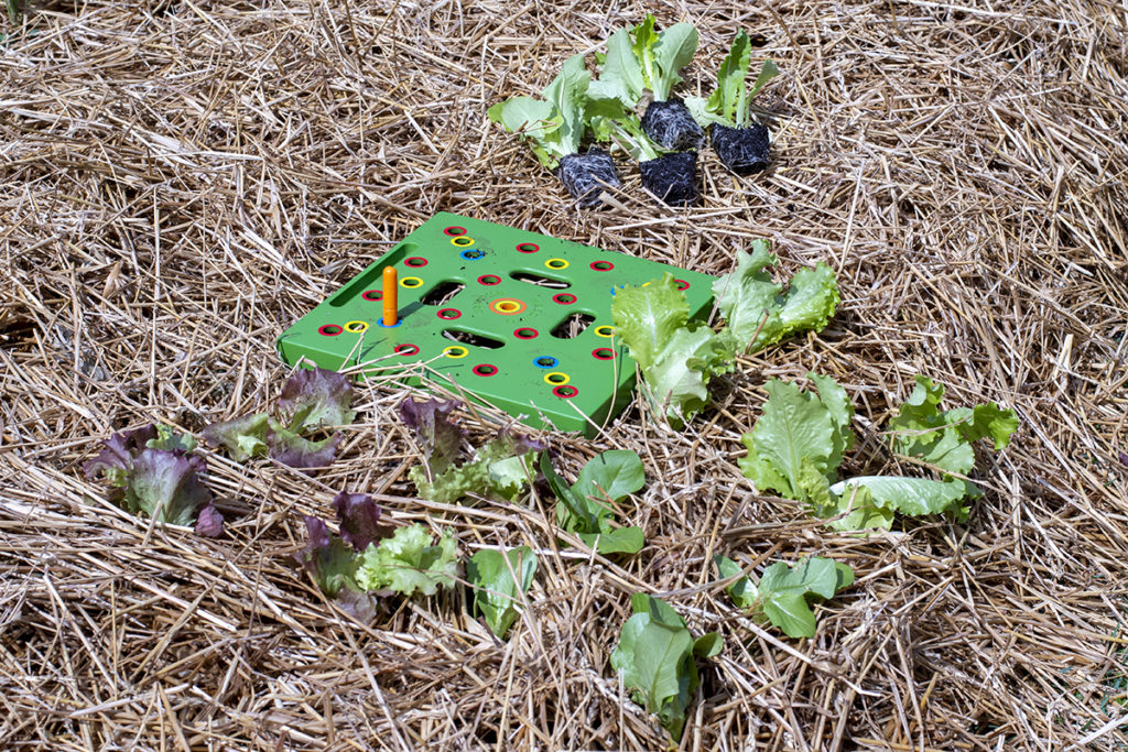 Lettuces planted in a no-dig garden, mulched with straw. A Seed Square is being used to space them out four per square foot.