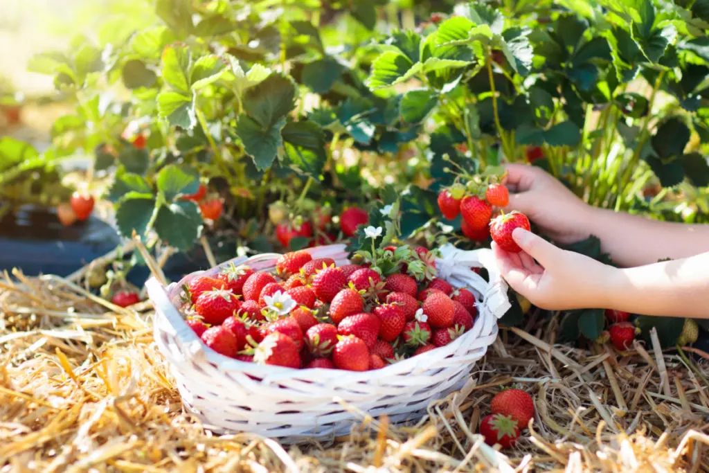 Child picking strawberry on fruit farm field on sunny summer day. Kids pick fresh ripe organic strawberry in white basket on pick your own berry plantation. Little girl eating strawberries.