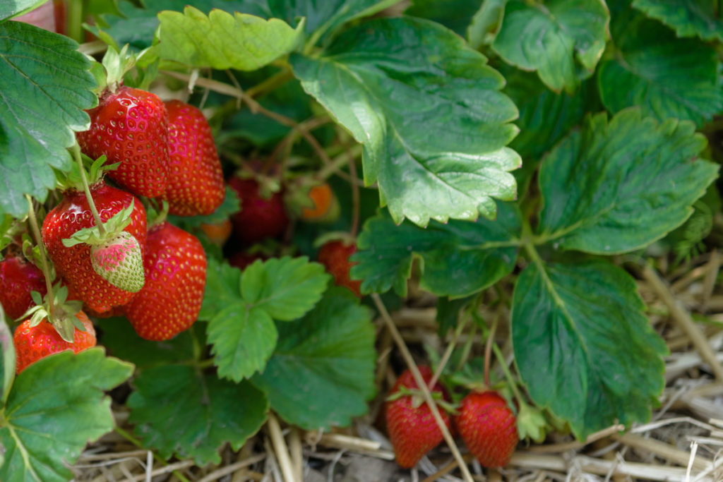 Strawberry plants loaded with ripe strawberries ready to be picked. 