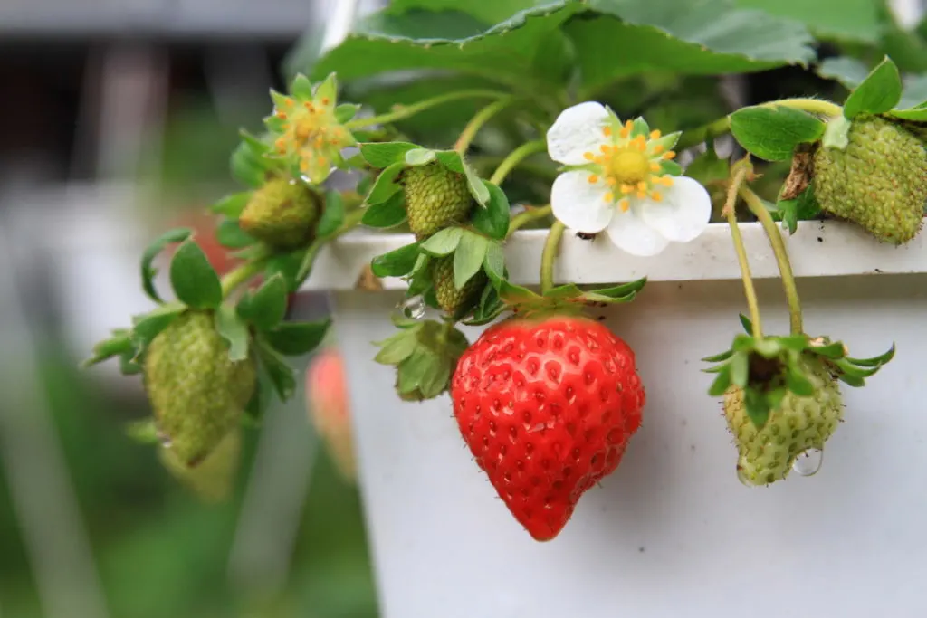 A red, ripe strawberry dangles over a container with other unripe strawberries on the plant. 