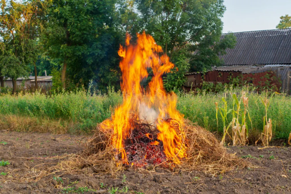 Garden plants and weeds on fire to control the spread of infected plants.