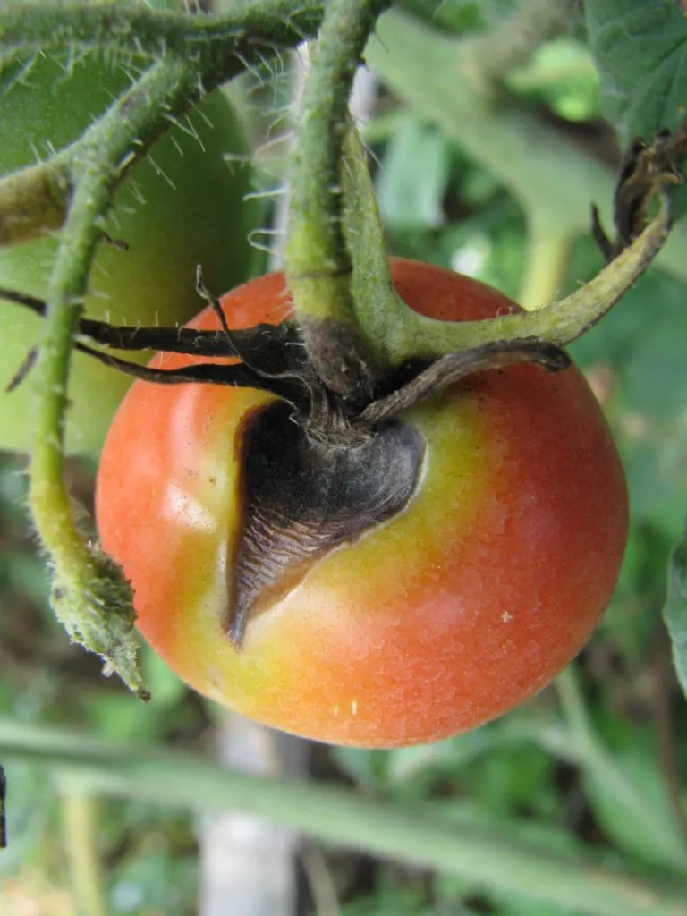 Tomato with a large brown spot, infected with early blight. 