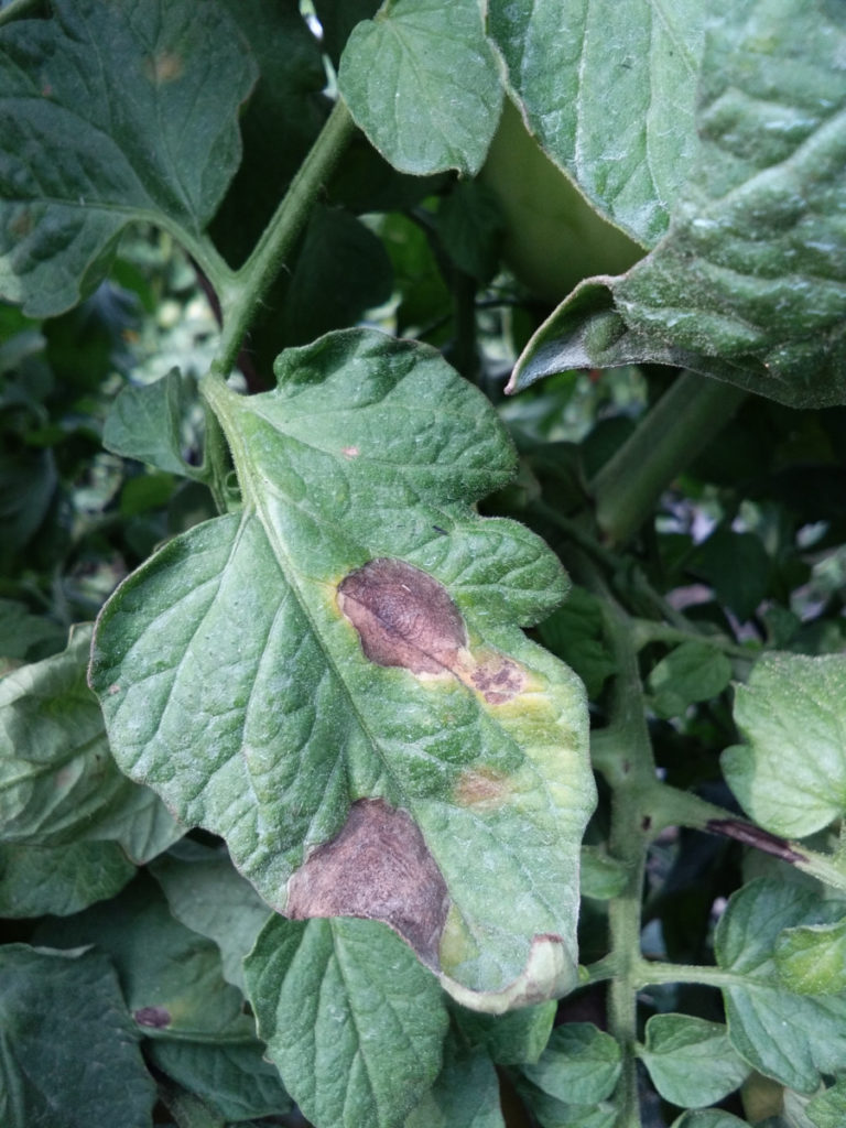 Leaves of a tomato plant infected with early blight. The spots have the characteristic bullseye pattern.