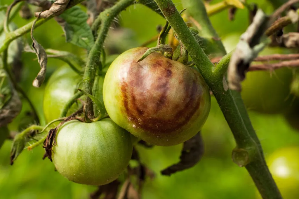 A tomato has a large brownish, leathery patch indicative of late tomato blight.