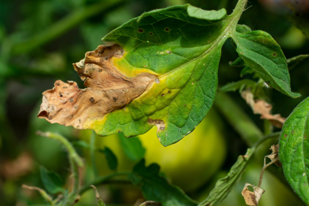 Tomato leaves with a yellow halo around a decayed spot are characteristic of late blight. 