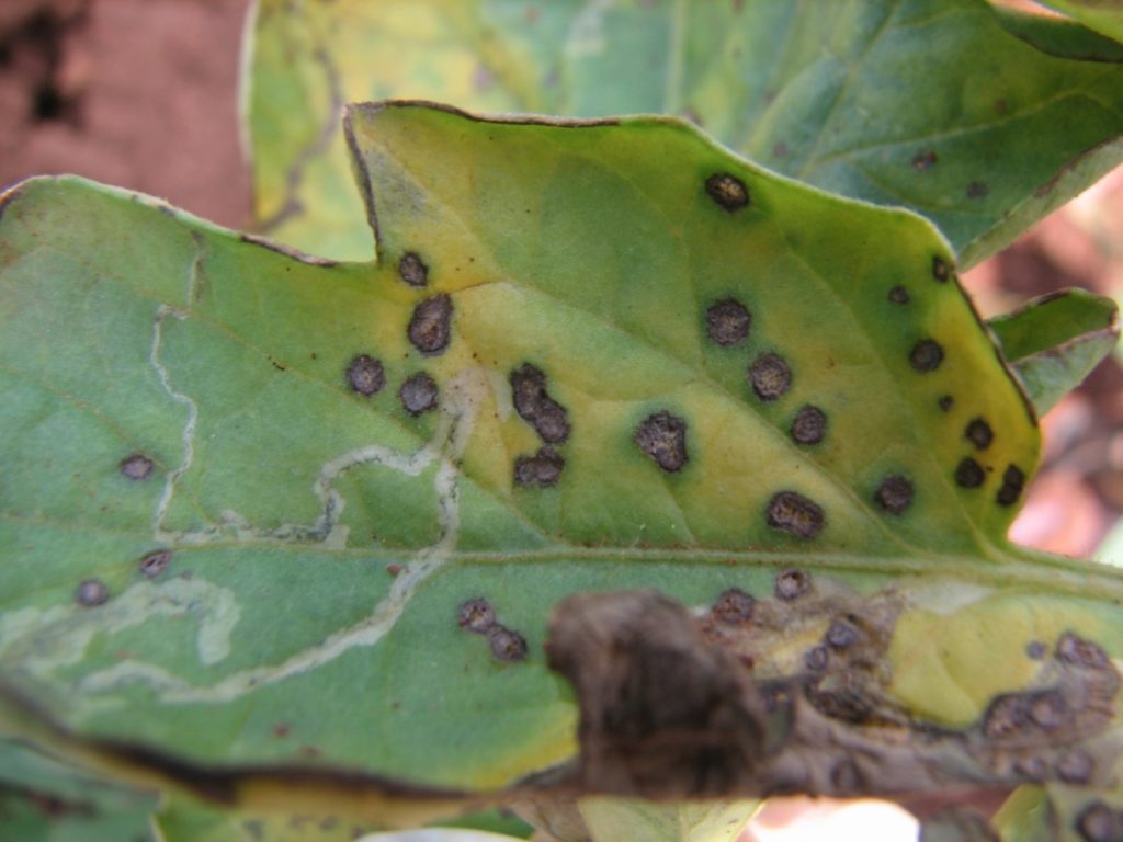 A tomato leaf covered with Septoria leaf spots. 