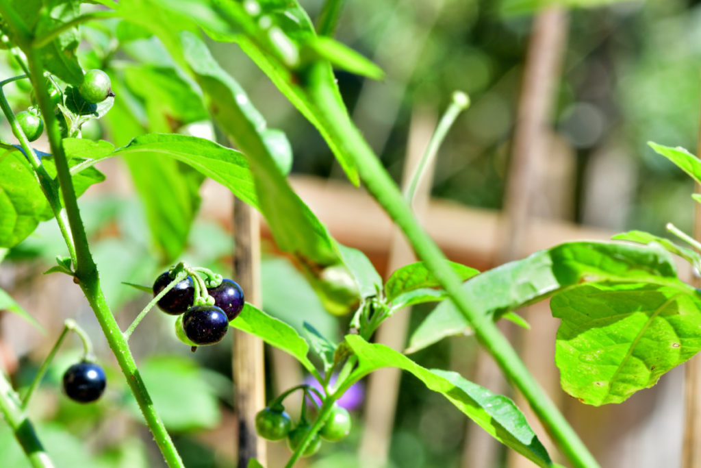 Nightshade is a weed that can harbor blight over the winter.