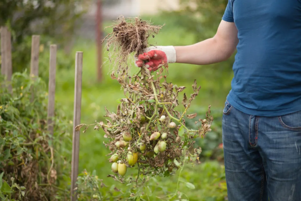 A man holds a tomato plant infected with late blight with gloved hands.
