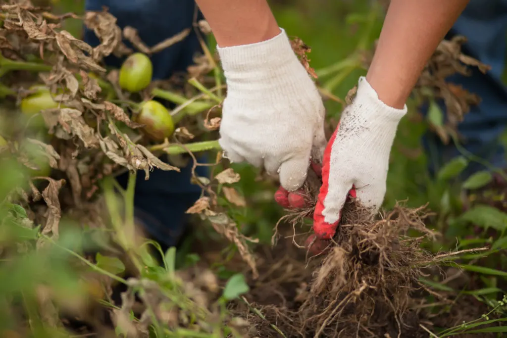 A person wearing gloves removes blight infected plants from the soil.