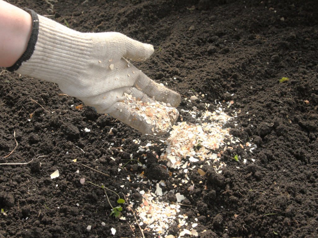 A gloved hand sprinkles crushed eggshells over soil.