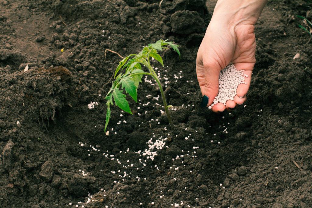 A hand sprinkles a pelleted fertilizer over a new tomato seedling.