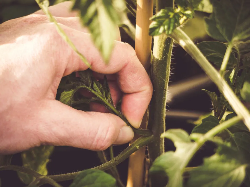 A man's fingers pinch the sucker on a tomato plant.