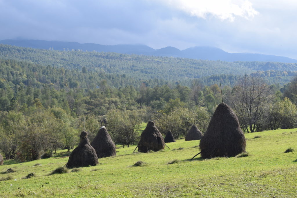 Rustic haystacks on a hillside in Romania.