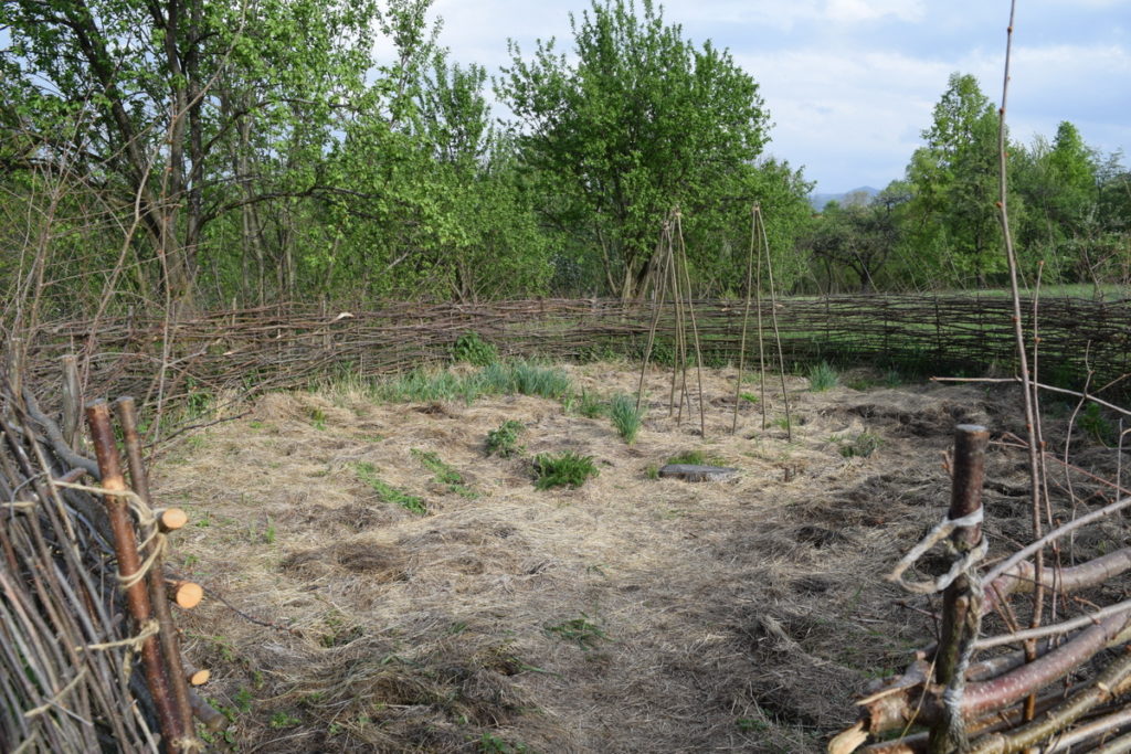 No-dig garden with soggy, wet layer of hay. The garden was overmulched.