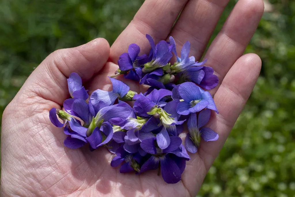 I'm holding a handful of violets in my palm.