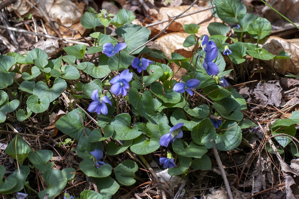 A patch of wild violets growing in the woods.